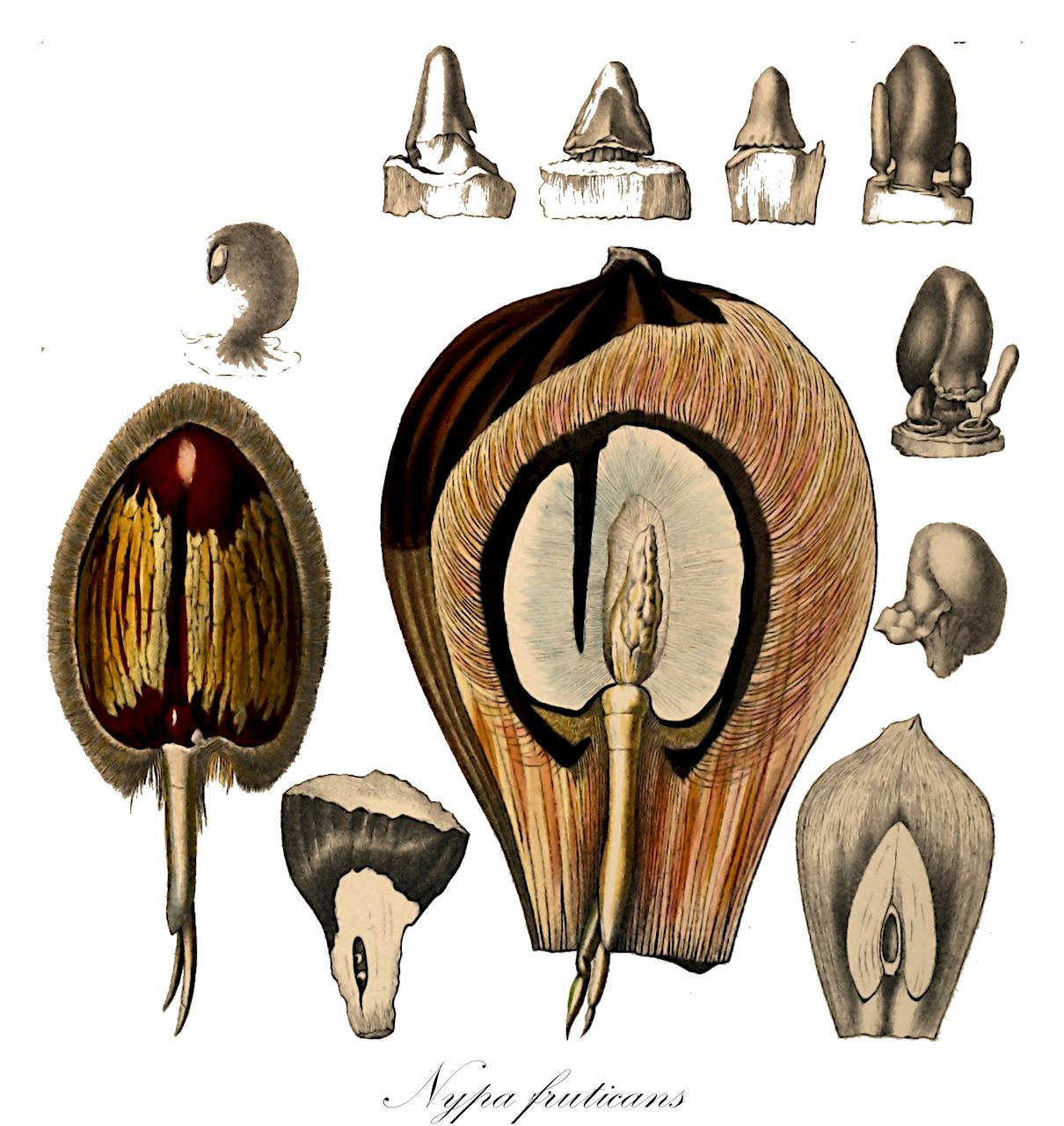 Nypa fruticans - Arecaceae,Plantae,Pteridobiotina,Angiosperms,Arecales,Arecaceae,Nypa,Nypa fruticans,Cocos nypa, Nipa arborescens, Nipa fruticans, Nipa litoralis, Nypa fruticans var. neameana