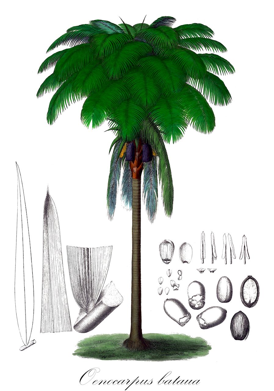 Oenocarpus bataua - Arecaceae,Plantae,Pteridobiotina,Angiosperms,Arecales,Arecaceae,Oenocarpus,Oenocarpus bataua,Jessenia bataua, Jessenia bataua subsp. bataua