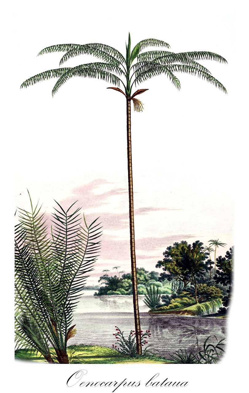 Oenocarpus bataua - Arecaceae,Plantae,Pteridobiotina,Angiosperms,Arecales,Arecaceae,Oenocarpus,Oenocarpus bataua,Jessenia bataua, Jessenia bataua subsp. bataua