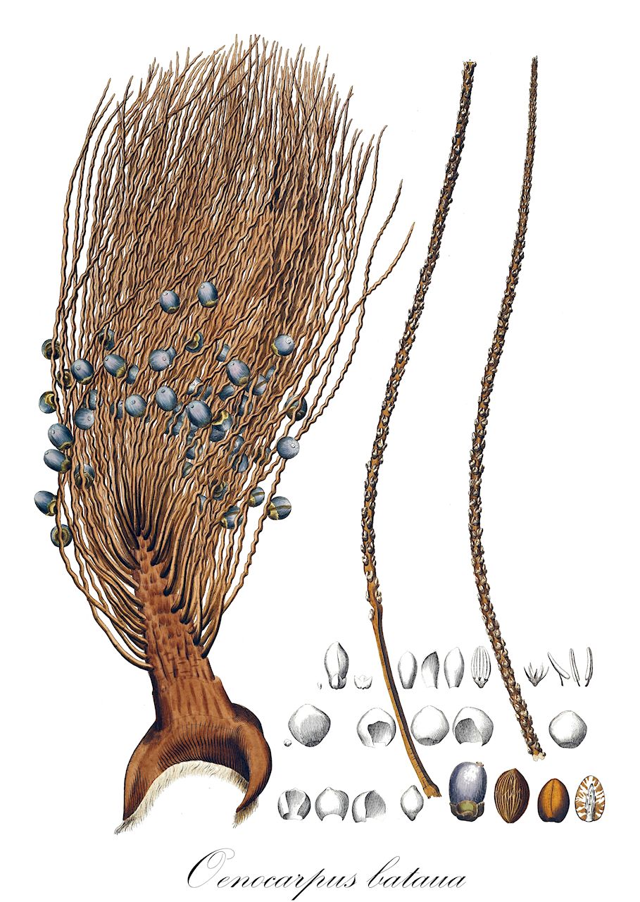 Oenocarpus bataua - Arecaceae,Plantae,Pteridobiotina,Angiosperms,Arecales,Arecaceae,Oenocarpus,Oenocarpus bataua,Jessenia bataua, Jessenia bataua subsp. bataua