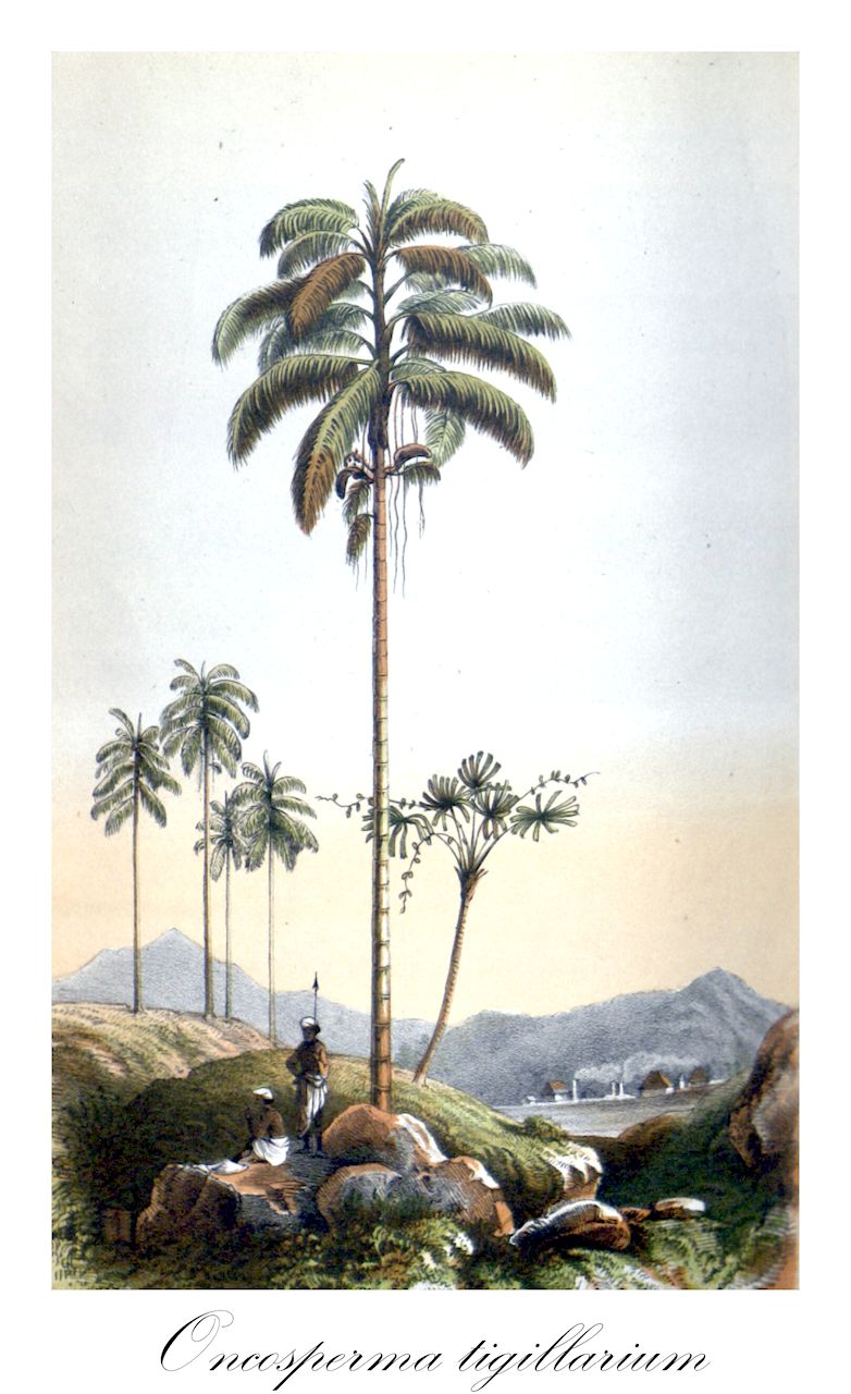 Oncosperma tigillarium - Arecaceae,Plantae,Pteridobiotina,Angiosperms,Arecales,Arecaceae,Oncosperma,Oncosperma tigillarium,Areca nibung, Areca spinosa, Areca tigillaria, Euterpe filamentosa, Keppleria tigillaria, Oncosperma cambodianum, Oncosperma filamentosa