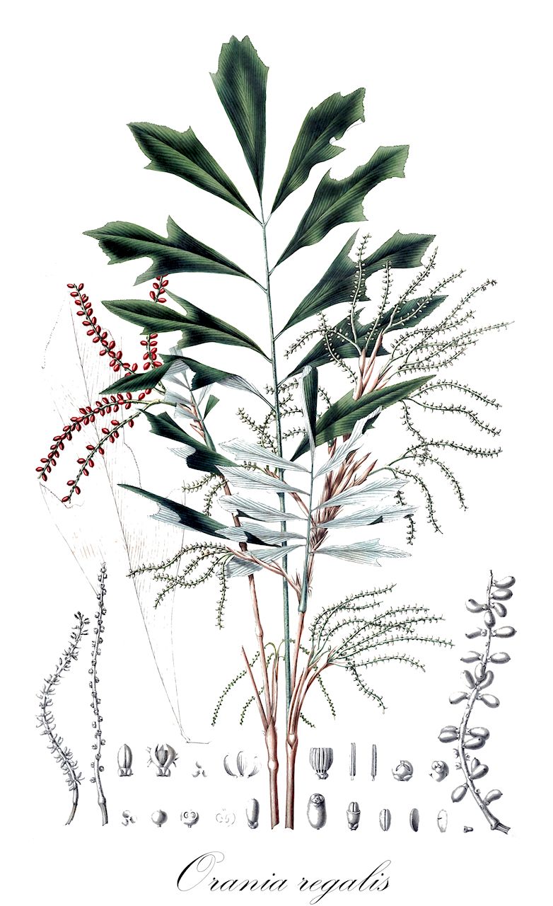 Orania regalis - Arecaceae,Plantae,Pteridobiotina,Angiosperms,Arecales,Arecaceae,Orania,Orania regalis,Arausiaca excelsa, Orania aruensis