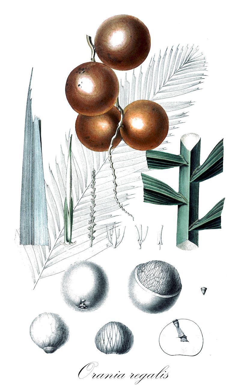 Orania regalis - Arecaceae,Plantae,Pteridobiotina,Angiosperms,Arecales,Arecaceae,Orania,Orania regalis,Arausiaca excelsa, Orania aruensis