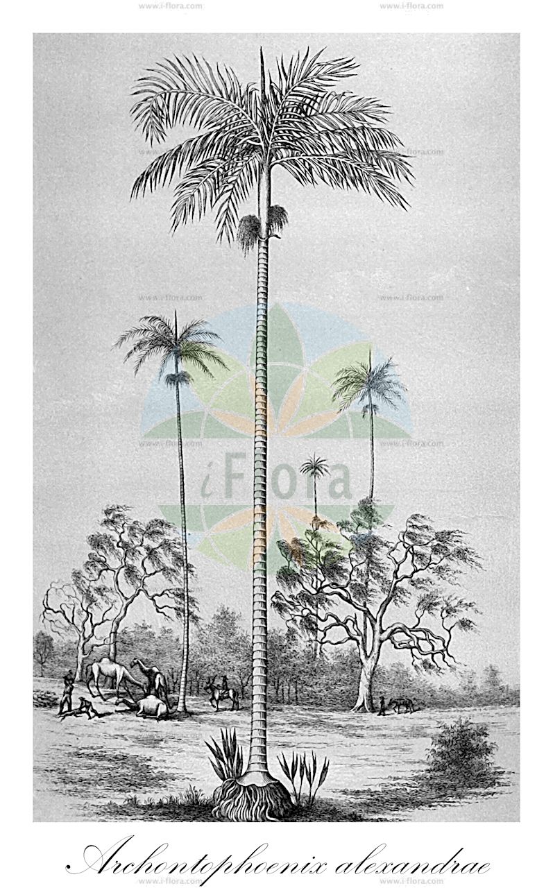 Archontophoenix cunninghamiana - Arecaceae,Plantae,Pteridobiotina,Angiosperms,Arecales,Arecaceae,Archontophoenix,Archontophoenix cunninghamiana,Jessenia amazonum, Loroma amethystina, Loroma cunninghamiana, Ptychosperma cunninghamianum, Seaforthia elegans