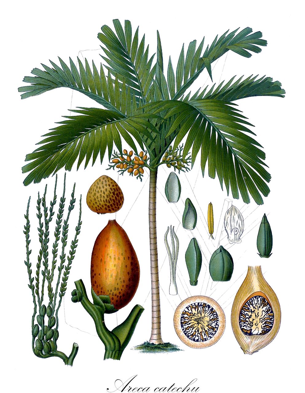 Areca catechu - Arecaceae,Plantae,Pteridobiotina,Angiosperms,Arecales,Arecaceae,Areca,Areca catechu,Areca catechu f. communis, Areca catechu var. alba, Areca catechu var. batanensis, Areca catechu var. longicarpa, Areca catechu var. nigra, Areca catechu var. silvatica, Areca cathechu, Areca faufel, Areca himalayana, Areca hortensis, Areca macrocarpa, Areca nigra, Sublimia areca,Arekpalme;Betelnuss;Betelpalme;Pinangpalme