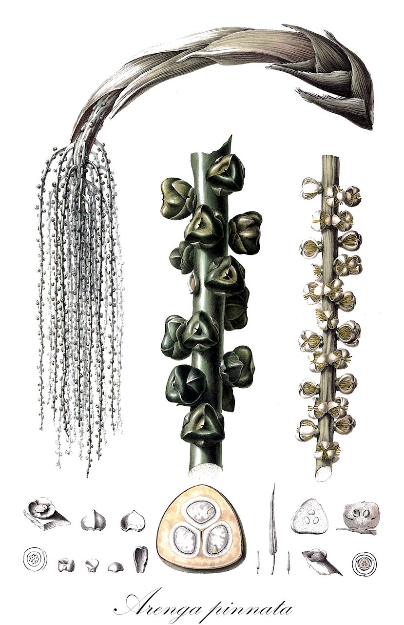 Arenga pinnata - Arecaceae,Plantae,Pteridobiotina,Angiosperms,Arecales,Arecaceae,Arenga,Arenga pinnata,Arenga gamuto, Arenga griffithii, Arenga saccharifera, Arenga saccharifera, Borassus gomutus, Caryota onusta, Gomutus rumphii, Gomutus saccharifer, Gomutus vulgaris, Saguerus gamuto, Saguerus pinnatus, Saguerus rumphii, Saguerus rumphii, Saguerus saccharifer, Sagus gomutus,Molukken-Zuckerpalme;Palmzucker