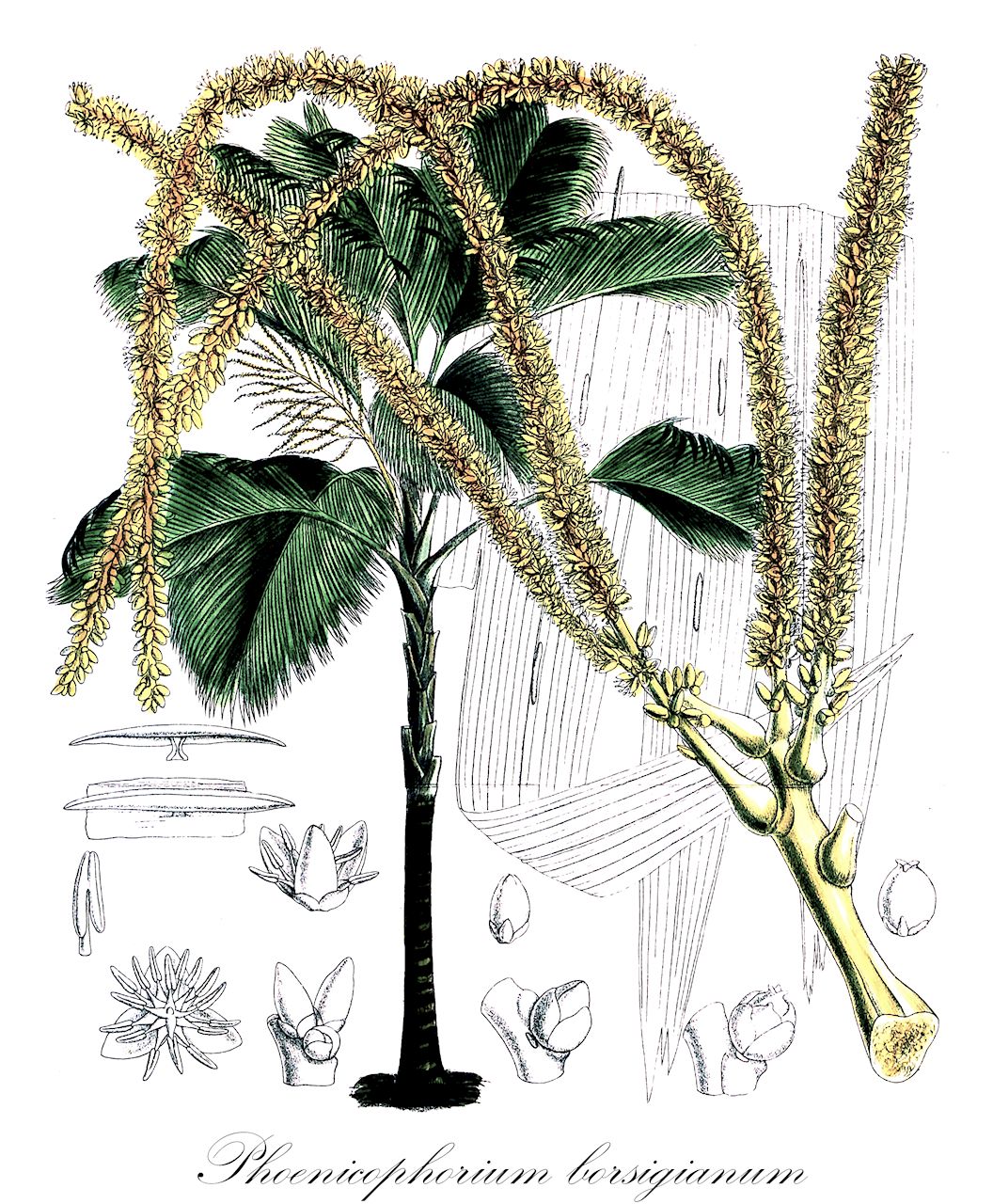 Phoenicophorium borsigianum - Arecaceae,Plantae,Pteridobiotina,Angiosperms,Arecales,Arecaceae,Phoenicophorium,Phoenicophorium borsigianum,Areca sechellarum, Astrocaryum aureopictum, Astrocaryum borsigianum, Astrocaryum pictum, Astrocaryum sechellarum, Phoenicophorium sechellarum, Stevensonia borsigiana, Stevensonia grandifolia, Stevensonia sechallara