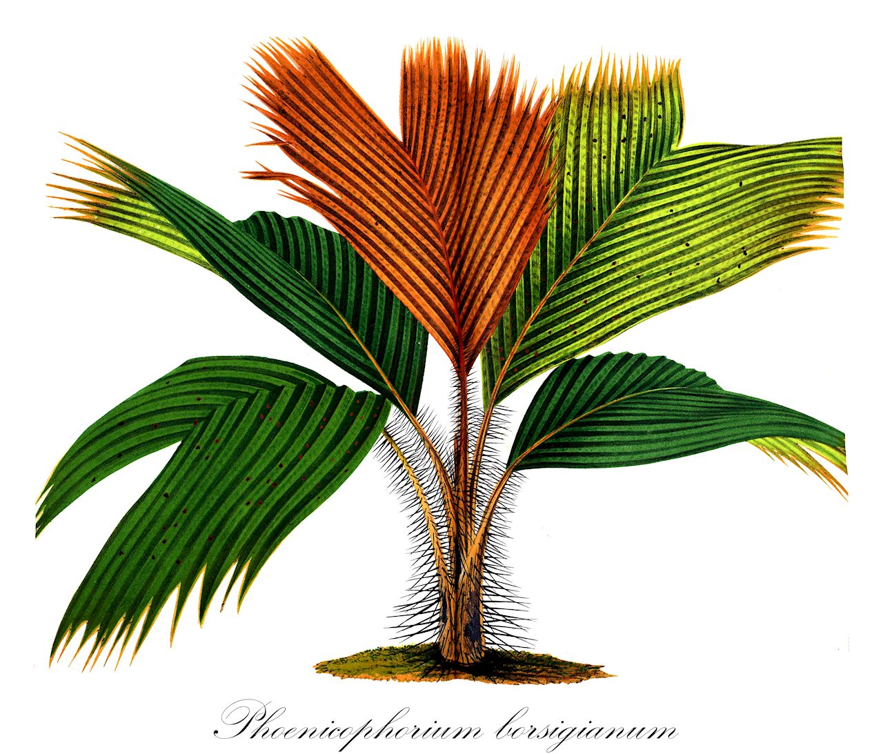 Phoenicophorium borsigianum - Arecaceae,Plantae,Pteridobiotina,Angiosperms,Arecales,Arecaceae,Phoenicophorium,Phoenicophorium borsigianum,Areca sechellarum, Astrocaryum aureopictum, Astrocaryum borsigianum, Astrocaryum pictum, Astrocaryum sechellarum, Phoenicophorium sechellarum, Stevensonia borsigiana, Stevensonia grandifolia, Stevensonia sechallara