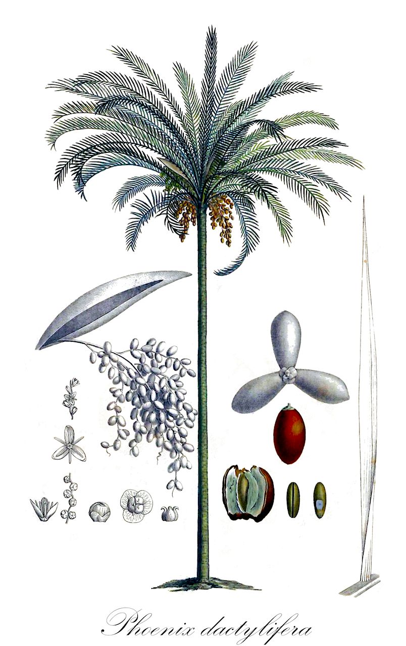 Phoenix dactylifera - Arecaceae,Plantae,Pteridobiotina,Angiosperms,Arecales,Arecaceae,Phoenix,Phoenix dactylifera,Encephalartos pungens, Macrozamia tridentata var. pungens, Palma dactylifera, Palma major, Phoenix atlantica var. maroccana, Phoenix chevalieri, Phoenix dactylifera var. adunca, Phoenix dactylifera var. costata, Phoenix dactylifera var. cylindrocarpa, Phoenix dactylifera var. gonocarpa, Phoenix dactylifera var. oocarpa, Phoenix dactylifera var. oxysperma, Phoenix dactylifera var. sphaerocarpa, Phoenix dactylifera var. sphaerosperma, Phoenix dactylifera var. sylvestris, Phoenix excelsior, Phoenix iberica, Zamia pallida, Zamia pungens, Zamia pungens,Echte Dattelpalme;dattier commun;palmier dattier;datilera comun;palmera comun;datilera común;palmera común;palmera;palmera datilera;palmera de dátiles;palma del dattero comune;dattero;dattolo;palmo da datteri;gewoone dadelpalm;gewone dadelpalm;dadelpalm;tamareira-comum;tamareira;финиковая пальма;hurma;fasser;palmera datilera;palmera de dàtils;vanlig dadelpalm;dadelpalm;daddelpalme;daktyl;daktylowiec właściwy;palma daktylowa;finikkusu;natsumeyashi;ナツメヤシ;フヱニックス;финикова палма;tamar matzui;תָּמָר מָצוּי;hǎi zǎo;海枣