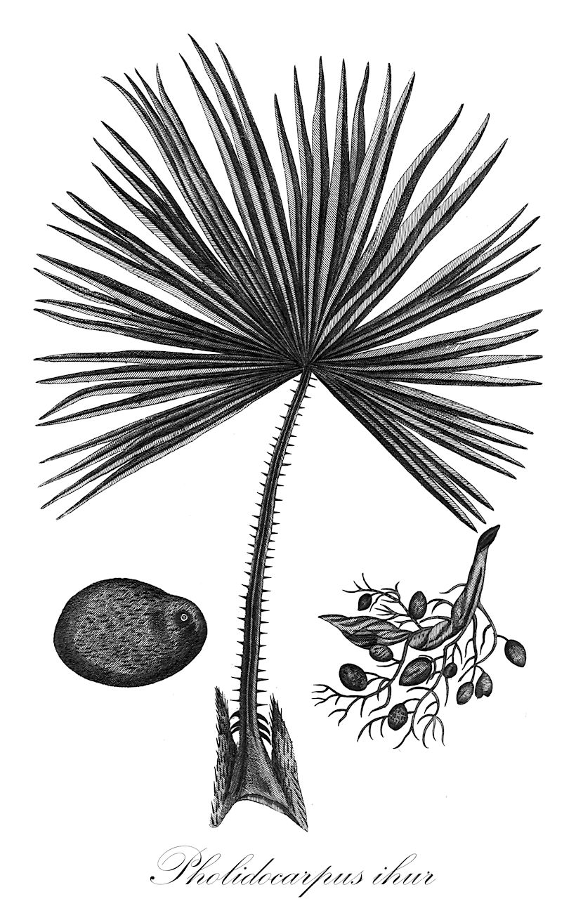 Pholidocarpus ihur - Arecaceae,Plantae,Pteridobiotina,Angiosperms,Arecales,Arecaceae,Pholidocarpus,Pholidocarpus ihur,Borassus ihur, Livistona diepenhorstii, Pholidocarpus diepenhorstii, Pholidocarpus rumphii