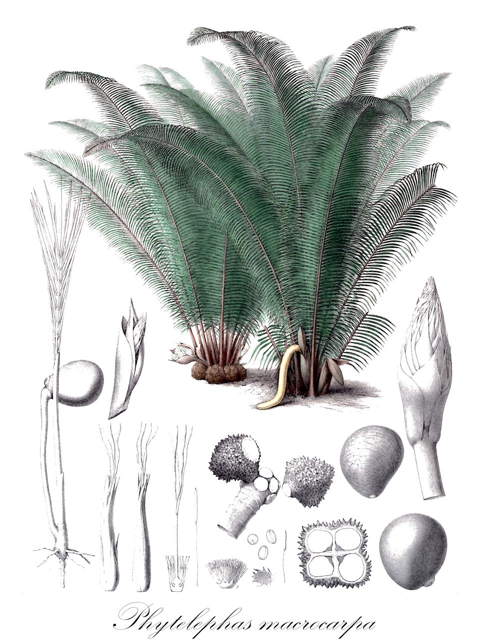 Phytelephas macrocarpa - Arecaceae,Plantae,Pteridobiotina,Angiosperms,Arecales,Arecaceae,Phytelephas,Phytelephas macrocarpa,Elephantusia macrocarpa, Elephantusia microcarpa, Phytelephas brachelus, Phytelephas brachinus, Phytelephas brevipes, Phytelephas cornutus, Phytelephas karstenii, Phytelephas longiflora, Phytelephas macrocarpa subsp. macrocarpa, Phytelephas macrocarpa subsp. schottii, Phytelephas microcarpa, Phytelephas pittieri, Phytelephas schottii, Phytelephas seemannii, Phytelephas seemannii subsp. brevipes, Yarina microcarpa