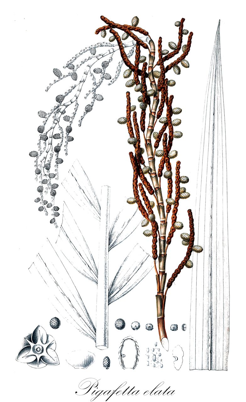 Pigafetta elata - Arecaceae,Plantae,Pteridobiotina,Angiosperms,Arecales,Arecaceae,Pigafetta,Pigafetta elata,Metroxylon elatum, Sagus elata