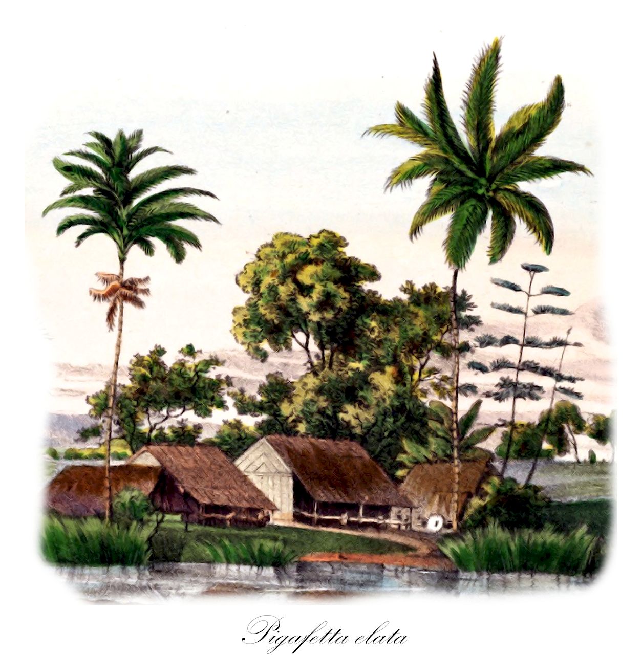 Pigafetta elata - Arecaceae,Plantae,Pteridobiotina,Angiosperms,Arecales,Arecaceae,Pigafetta,Pigafetta elata,Metroxylon elatum, Sagus elata