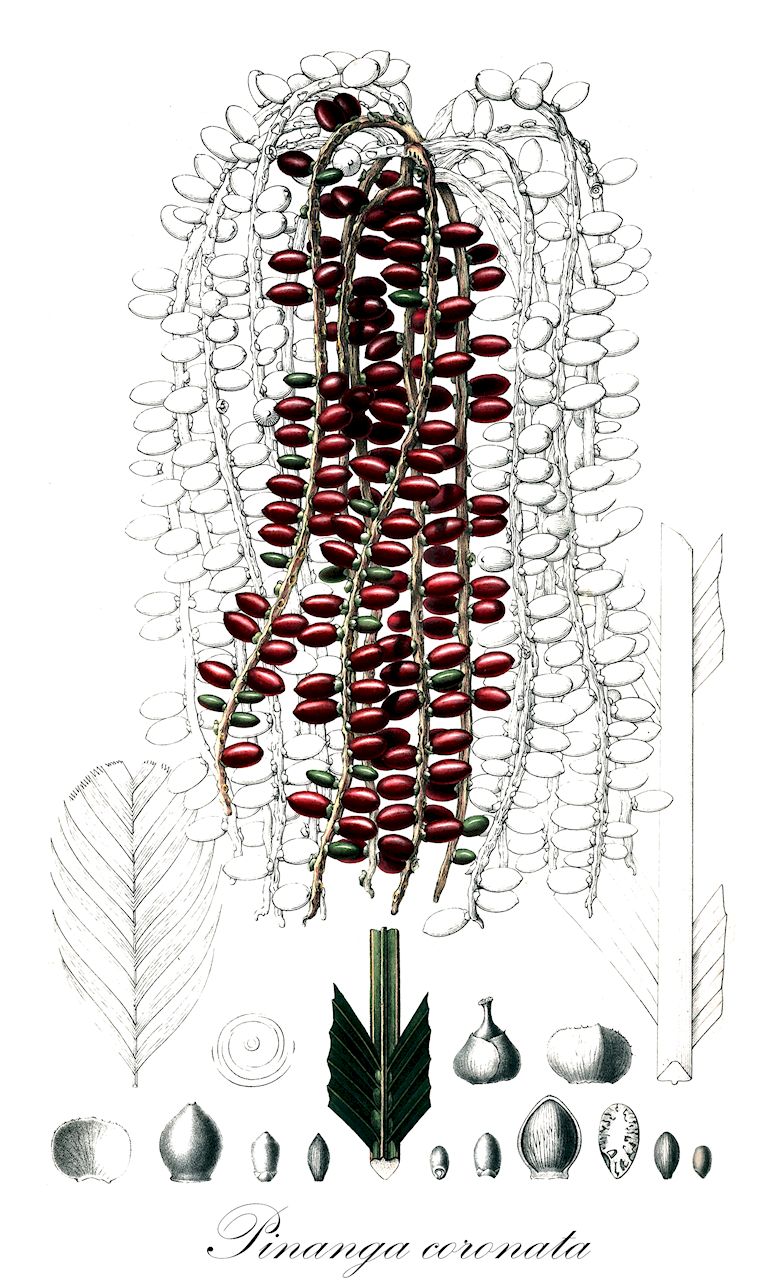Pinanga coronata - Arecaceae,Plantae,Pteridobiotina,Angiosperms,Arecales,Arecaceae,Pinanga,Pinanga coronata,Areca coronata, Areca costata, Areca oriziformis var. gracilis, Pinanga coronata var. teijsmannii, Pinanga costata, Pinanga kuhlii, Pinanga kuhlii var. alba, Pinanga kuhlii var. sumatrana, Pinanga noxa, Pinanga sumatrana, Ptychosperma album, Ptychosperma coronatum, Ptychosperma costatum, Ptychosperma kuhlii, Ptychosperma noxa, Seaforthia coronata, Seaforthia costata, Seaforthia kuhlii, Seaforthia montana, Seaforthia reinwardtiana