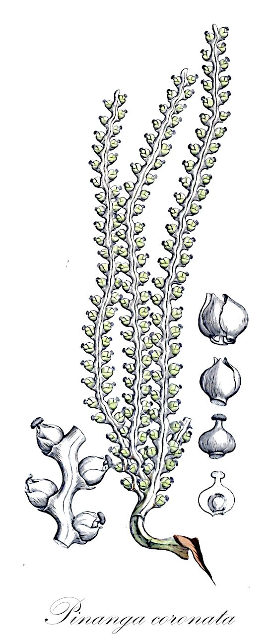 Pinanga coronata - Arecaceae,Plantae,Pteridobiotina,Angiosperms,Arecales,Arecaceae,Pinanga,Pinanga coronata,Areca coronata, Areca costata, Areca oriziformis var. gracilis, Pinanga coronata var. teijsmannii, Pinanga costata, Pinanga kuhlii, Pinanga kuhlii var. alba, Pinanga kuhlii var. sumatrana, Pinanga noxa, Pinanga sumatrana, Ptychosperma album, Ptychosperma coronatum, Ptychosperma costatum, Ptychosperma kuhlii, Ptychosperma noxa, Seaforthia coronata, Seaforthia costata, Seaforthia kuhlii, Seaforthia montana, Seaforthia reinwardtiana