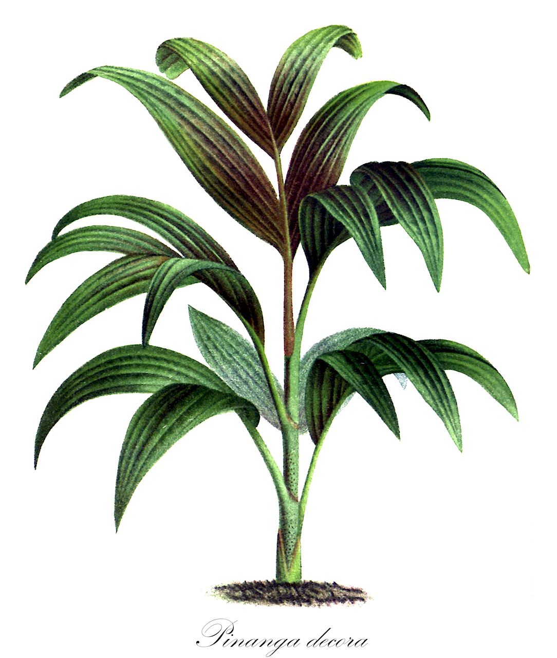 Pinanga decora - Arecaceae,Plantae,Pteridobiotina,Angiosperms,Arecales,Arecaceae,Pinanga,Pinanga decora