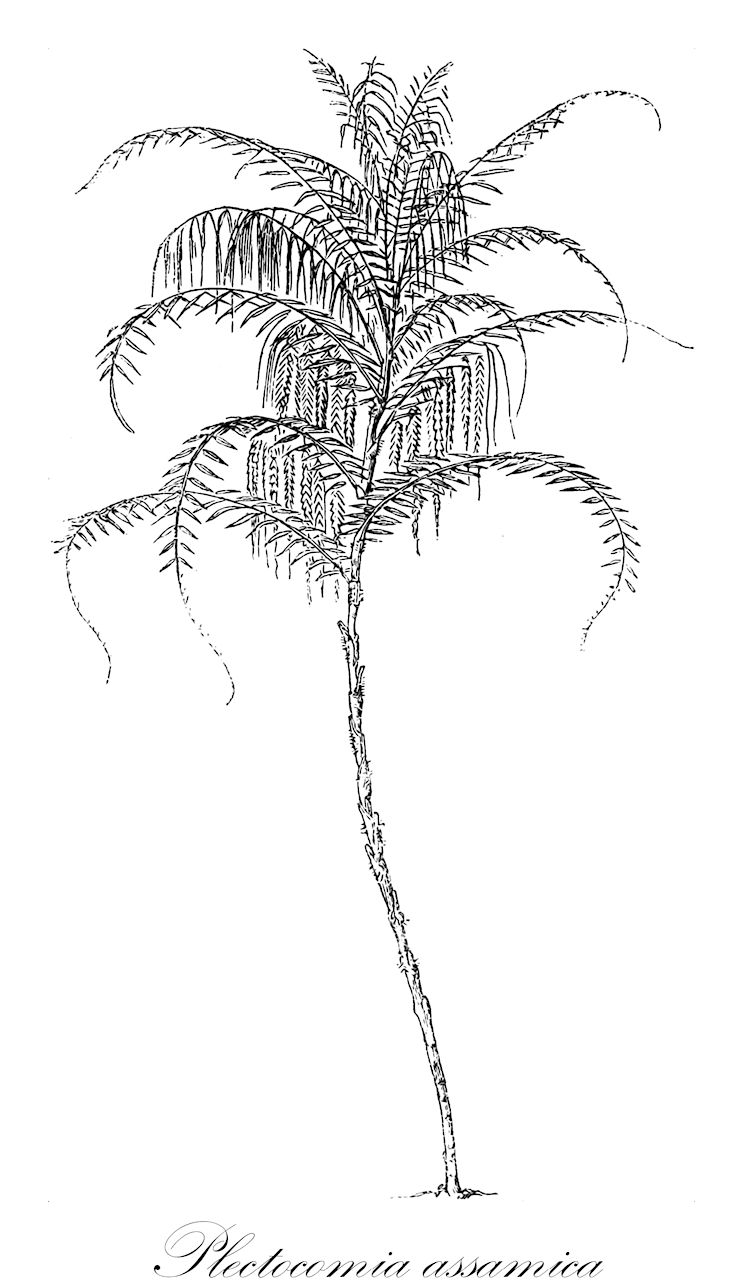 Plectocomia assamica - Arecaceae,Plantae,Pteridobiotina,Angiosperms,Arecales,Arecaceae,Plectocomia,Plectocomia assamica