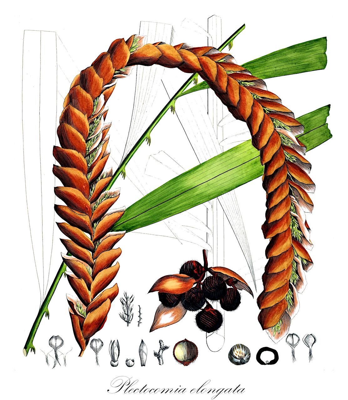 Plectocomia elongata - Arecaceae,Plantae,Pteridobiotina,Angiosperms,Arecales,Arecaceae,Plectocomia,Plectocomia elongata,Plectocomia hystrix, Rotang maximus