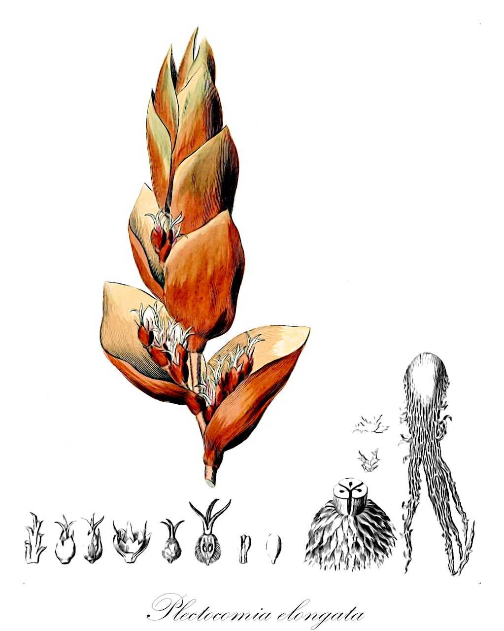 Plectocomia elongata - Arecaceae,Plantae,Pteridobiotina,Angiosperms,Arecales,Arecaceae,Plectocomia,Plectocomia elongata,Plectocomia hystrix, Rotang maximus