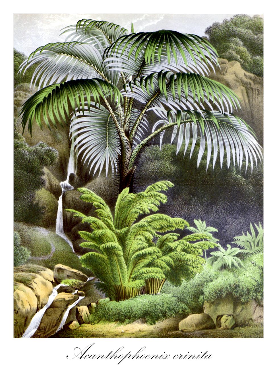 Acanthophoenix crinita - Arecaceae,Plantae,Pteridobiotina,Angiosperms,Arecales,Arecaceae,Acanthophoenix,Acanthophoenix crinita,Areca crinita