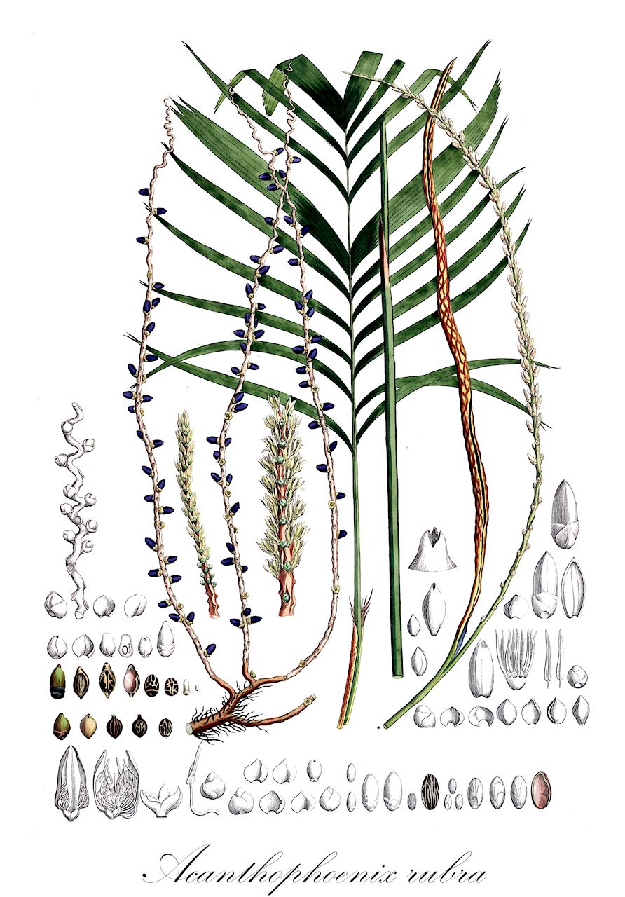 Acanthophoenix rubra - Arecaceae,Plantae,Pteridobiotina,Angiosperms,Arecales,Arecaceae,Acanthophoenix,Acanthophoenix rubra,Areca cincta, Areca herbstii, Areca rubra, Calamus dealbatus, Calamus dealbatus, Calamus verschaffeltii, Calamus verschaffeltii, Sublimia centennina