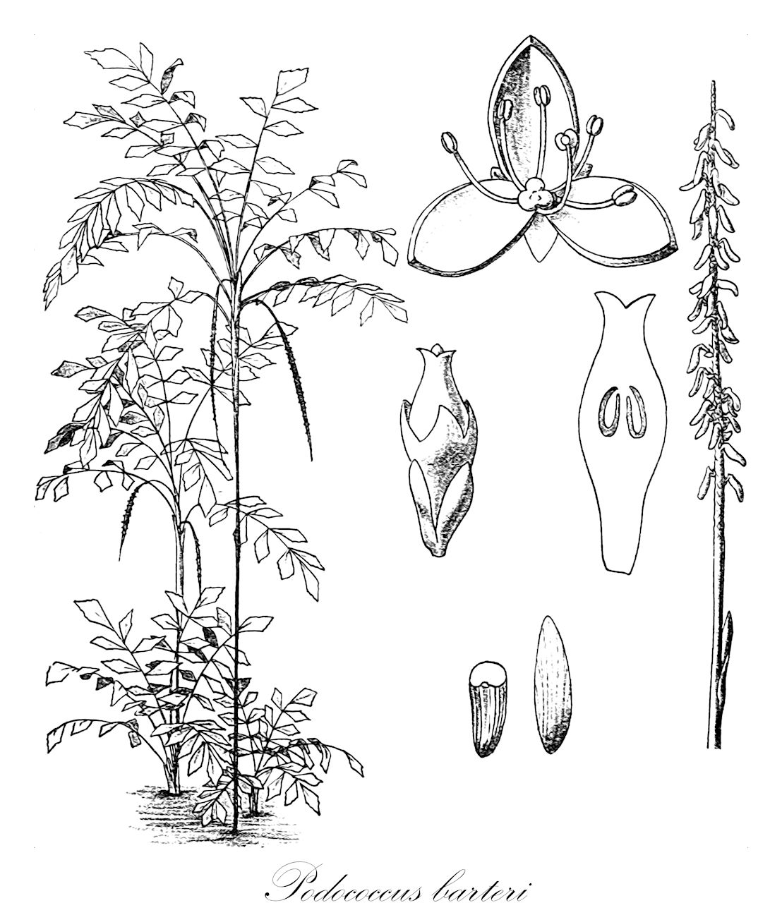 Podococcus barteri - Arecaceae,Plantae,Pteridobiotina,Angiosperms,Arecales,Arecaceae,Podococcus,Podococcus barteri