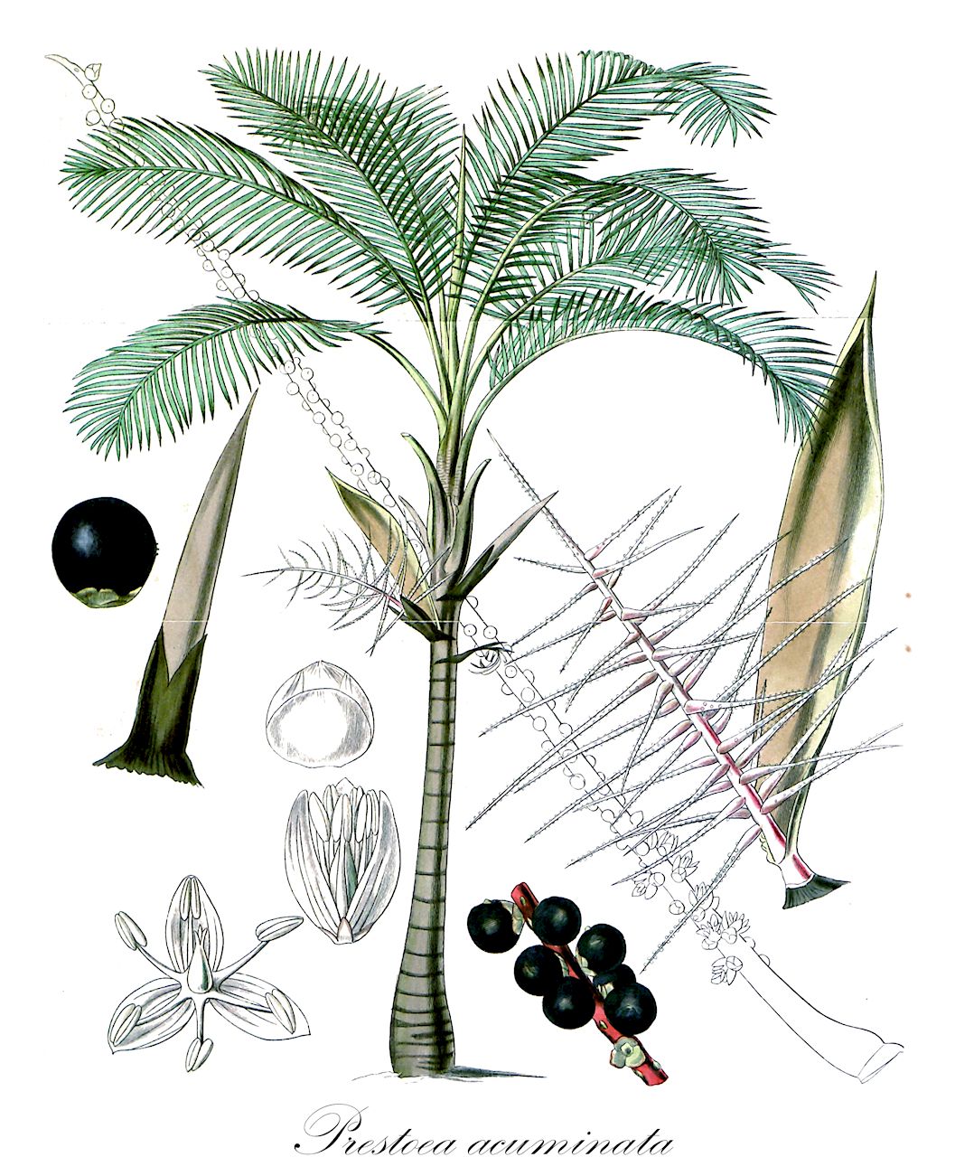 Prestoea acuminata - Arecaceae,Plantae,Pteridobiotina,Angiosperms,Arecales,Arecaceae,Prestoea,Prestoea acuminata,Euterpe acuminata, Euterpe antioquensis, Euterpe praga, Oenocarpus caracasanus, Oreodoxa acuminata