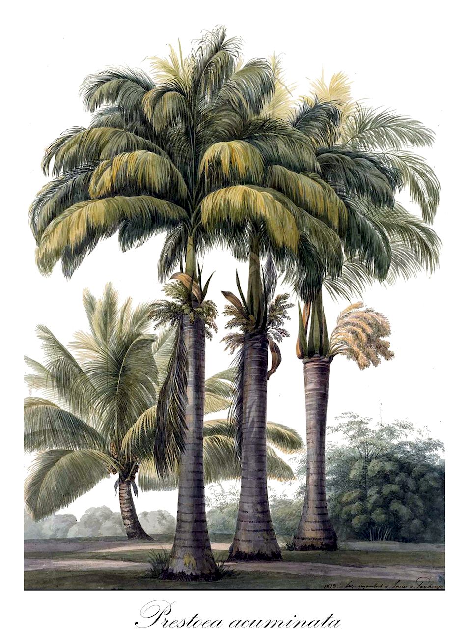 Prestoea acuminata - Arecaceae,Plantae,Pteridobiotina,Angiosperms,Arecales,Arecaceae,Prestoea,Prestoea acuminata,Euterpe acuminata, Euterpe antioquensis, Euterpe praga, Oenocarpus caracasanus, Oreodoxa acuminata