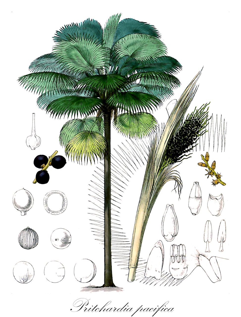 Pritchardia pacifica - Arecaceae,Plantae,Pteridobiotina,Angiosperms,Arecales,Arecaceae,Pritchardia,Pritchardia pacifica,Eupritchardia pacifica, Pritchardia pacifica var. marquisensis, Pritchardia pacifica var. samoensis, Styloma pacifica, Washingtonia pacifica