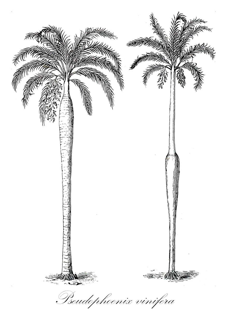 Pseudophoenix vinifera - Arecaceae,Plantae,Pteridobiotina,Angiosperms,Arecales,Arecaceae,Pseudophoenix,Pseudophoenix vinifera,Aeria vinifera, Cocos vinifera, Euterpe vinifera, Gaussia vinifera, Pseudophoenix insignis