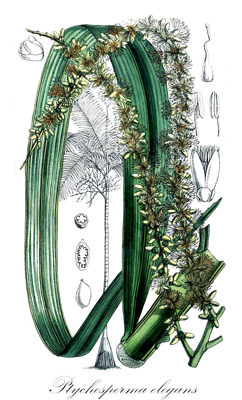 Ptychosperma elegans - Arecaceae,Plantae,Pteridobiotina,Angiosperms,Arecales,Arecaceae,Ptychosperma,Ptychosperma elegans,Actinophloeus capitis-yorki, Archontophoenix elegans, Archontophoenix elegans, Archontophoenix jardinei, Archontophoenix veitchii, Pinanga smithii, Pinanga smithii, Ptychosperma capitis-yorki, Ptychosperma elegans var. sphaerocarpum, Ptychosperma jardinei, Ptychosperma seaforthii, Ptychosperma wendlandianum, Ptychosperma wendlandianum var. sphaerocarpum, Saguaster capitis-yorki, Saguaster capitis-yorkis, Saguaster elegans, Seaforthia elegans,solitaire palm