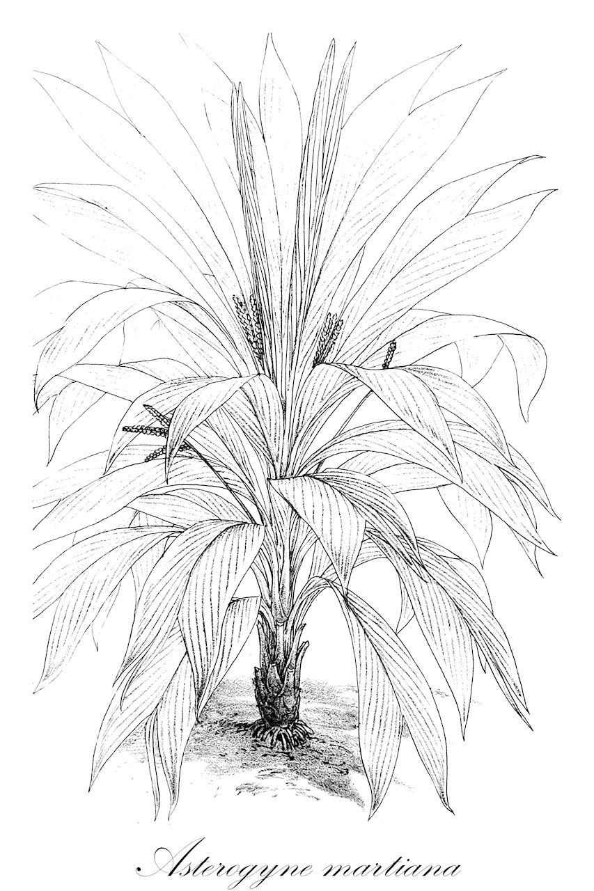 Asterogyne martiana - Arecaceae,Plantae,Pteridobiotina,Angiosperms,Arecales,Arecaceae,Asterogyne,Asterogyne martiana