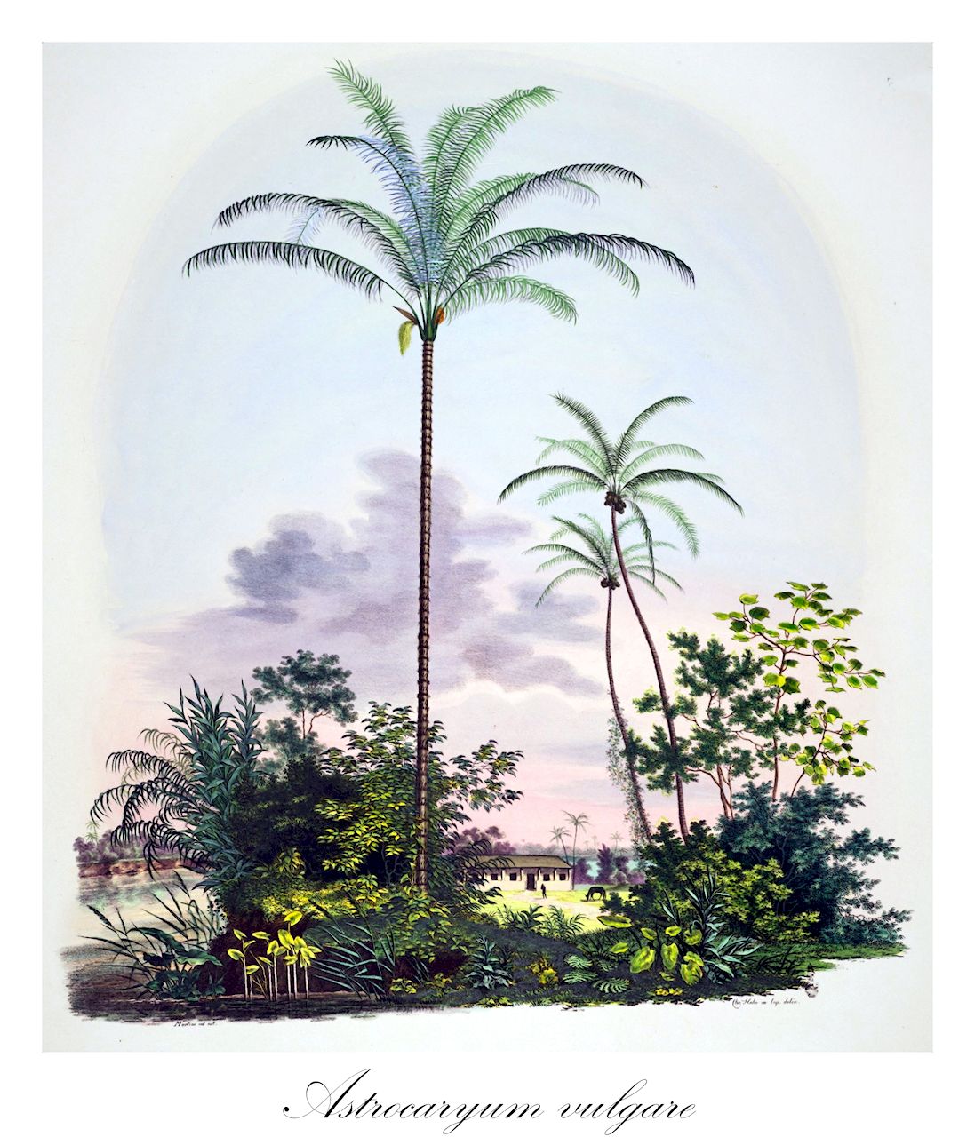 Astrocaryum vulgare - Arecaceae,Plantae,Pteridobiotina,Angiosperms,Arecales,Arecaceae,Astrocaryum,Astrocaryum vulgare,Astrocaryum awarra, Astrocaryum guianense, Astrocaryum segregatum, Astrocaryum tucumoides