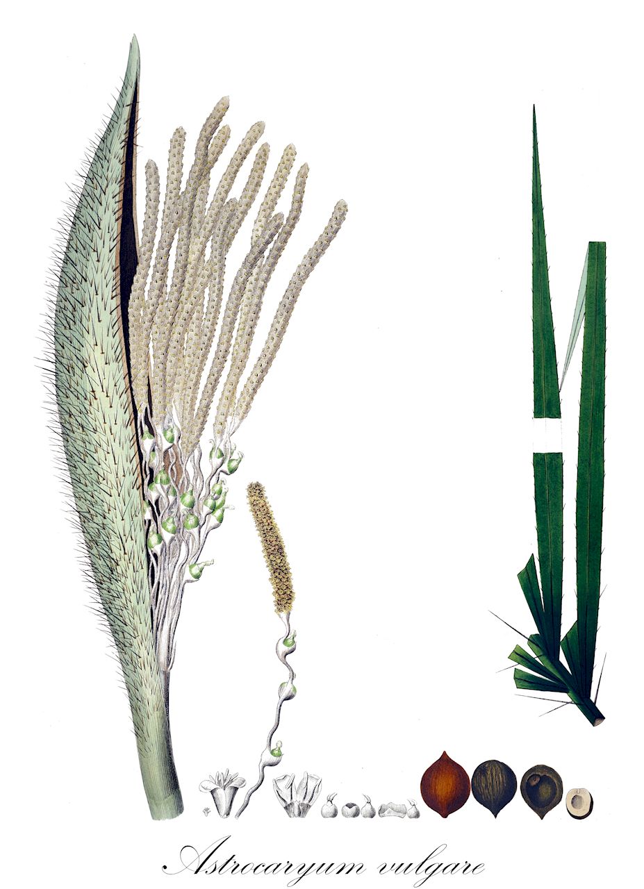 Astrocaryum vulgare - Arecaceae,Plantae,Pteridobiotina,Angiosperms,Arecales,Arecaceae,Astrocaryum,Astrocaryum vulgare,Astrocaryum awarra, Astrocaryum guianense, Astrocaryum segregatum, Astrocaryum tucumoides