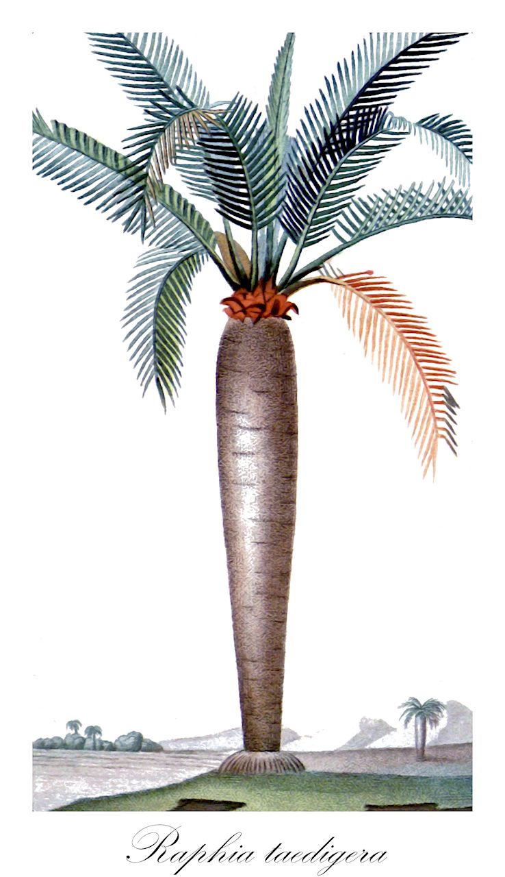 Raphia taedigera - Arecaceae,Plantae,Pteridobiotina,Angiosperms,Arecales,Arecaceae,Raphia,Raphia taedigera,Metroxylon taedigerum, Raphia aulacolepis, Raphia nicaraguensis, Raphia vinifera var. nicaraguensis, Raphia vinifera var. taedigera, Sagus taedigera