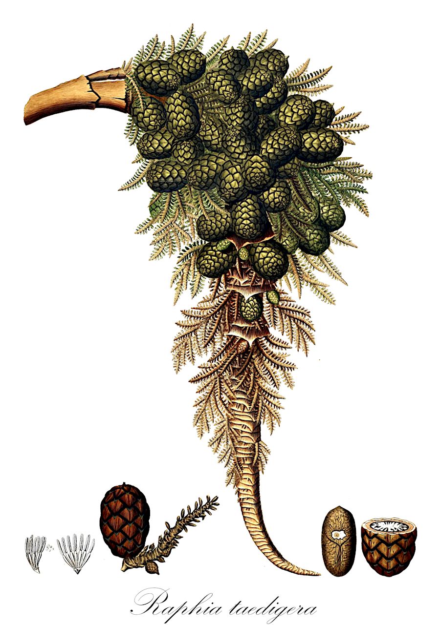 Raphia taedigera - Arecaceae,Plantae,Pteridobiotina,Angiosperms,Arecales,Arecaceae,Raphia,Raphia taedigera,Metroxylon taedigerum, Raphia aulacolepis, Raphia nicaraguensis, Raphia vinifera var. nicaraguensis, Raphia vinifera var. taedigera, Sagus taedigera