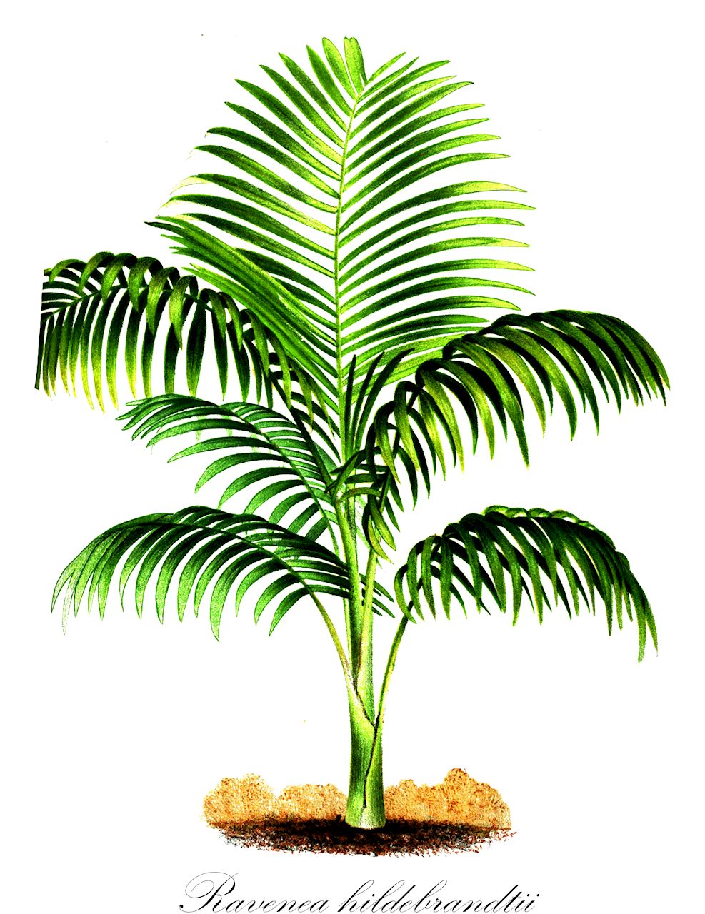 Ravenea hildebrandtii - Arecaceae,Plantae,Pteridobiotina,Angiosperms,Arecales,Arecaceae,Ravenea,Ravenea hildebrandtii,Ranevea hildebrandtii