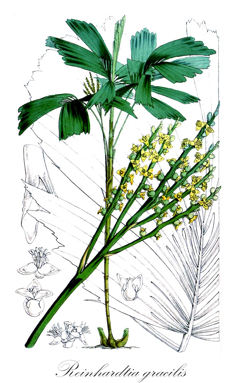 Reinhardtia gracilis - Arecaceae,Plantae,Pteridobiotina,Angiosperms,Arecales,Arecaceae,Reinhardtia,Reinhardtia gracilis