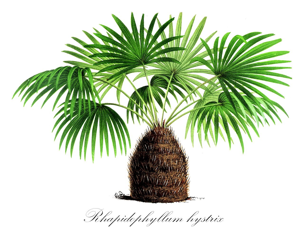 Rhapidophyllum hystrix - Arecaceae,Plantae,Pteridobiotina,Angiosperms,Arecales,Arecaceae,Rhapidophyllum,Rhapidophyllum hystrix,Chamaerops hystrix, Corypha hystrix, Rhapis caroliniana, Sabal hystrix,needle palm;palmier a aiguilles