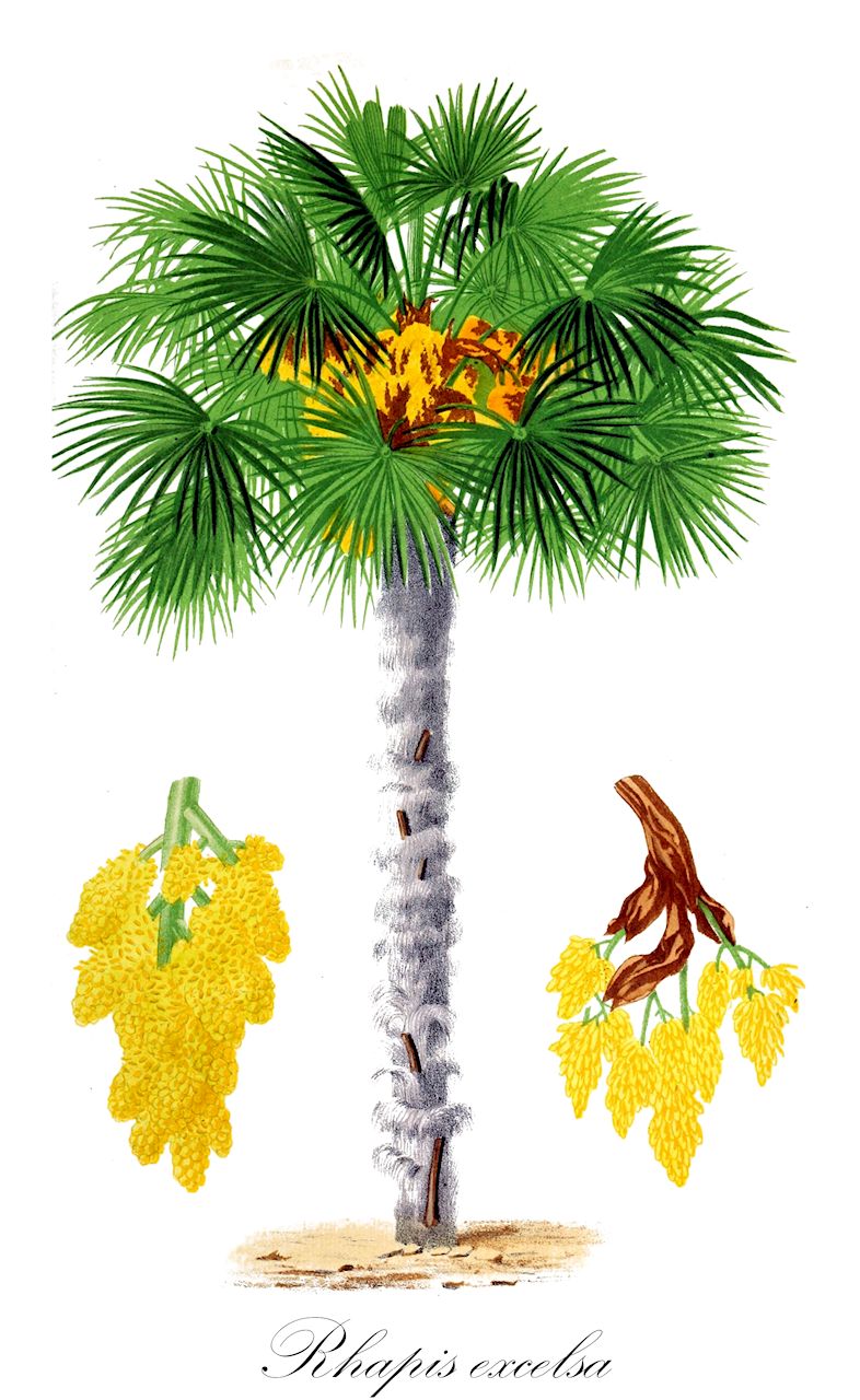 Rhapis excelsa - Arecaceae,Plantae,Pteridobiotina,Angiosperms,Arecales,Arecaceae,Rhapis,Rhapis excelsa,Chamaerops excelsa, Chamaerops excelsa var. gracilis, Chamaerops kwanwortsik, Rhapis aspera, Rhapis cordata, Rhapis divaricata, Rhapis flabelliformis, Rhapis flabelliformis var. foliis-variegatis, Rhapis flabelliformis var. variegata, Rhapis javanica, Rhapis kwamwonzick, Rhapis major, Trachycarpus excelsus, Trachycarpus excelsus var. fortunei,Steckenpalme