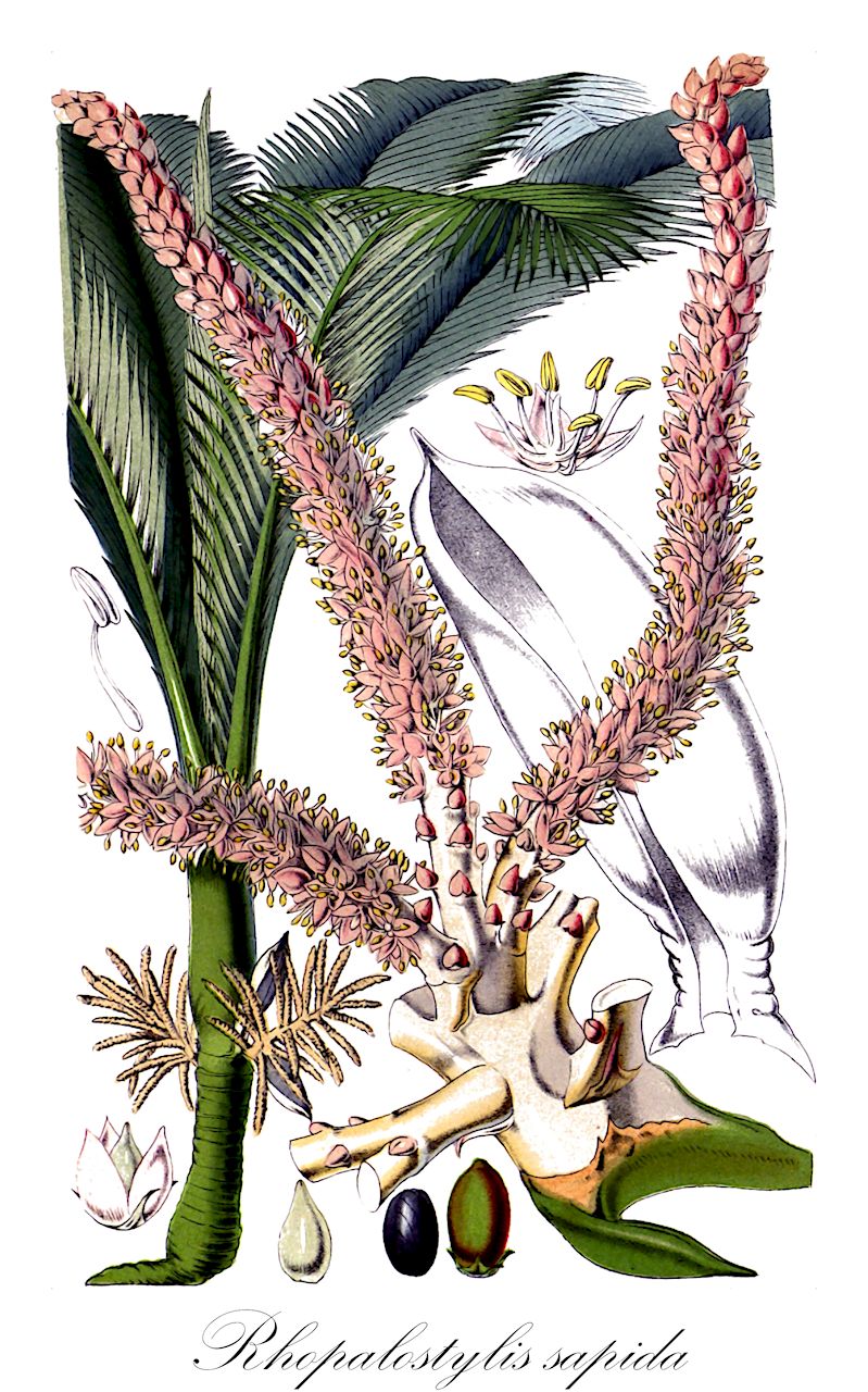 Rhopalostylis sapida - Arecaceae,Plantae,Pteridobiotina,Angiosperms,Arecales,Arecaceae,Rhopalostylis,Rhopalostylis sapida,Areca banksii