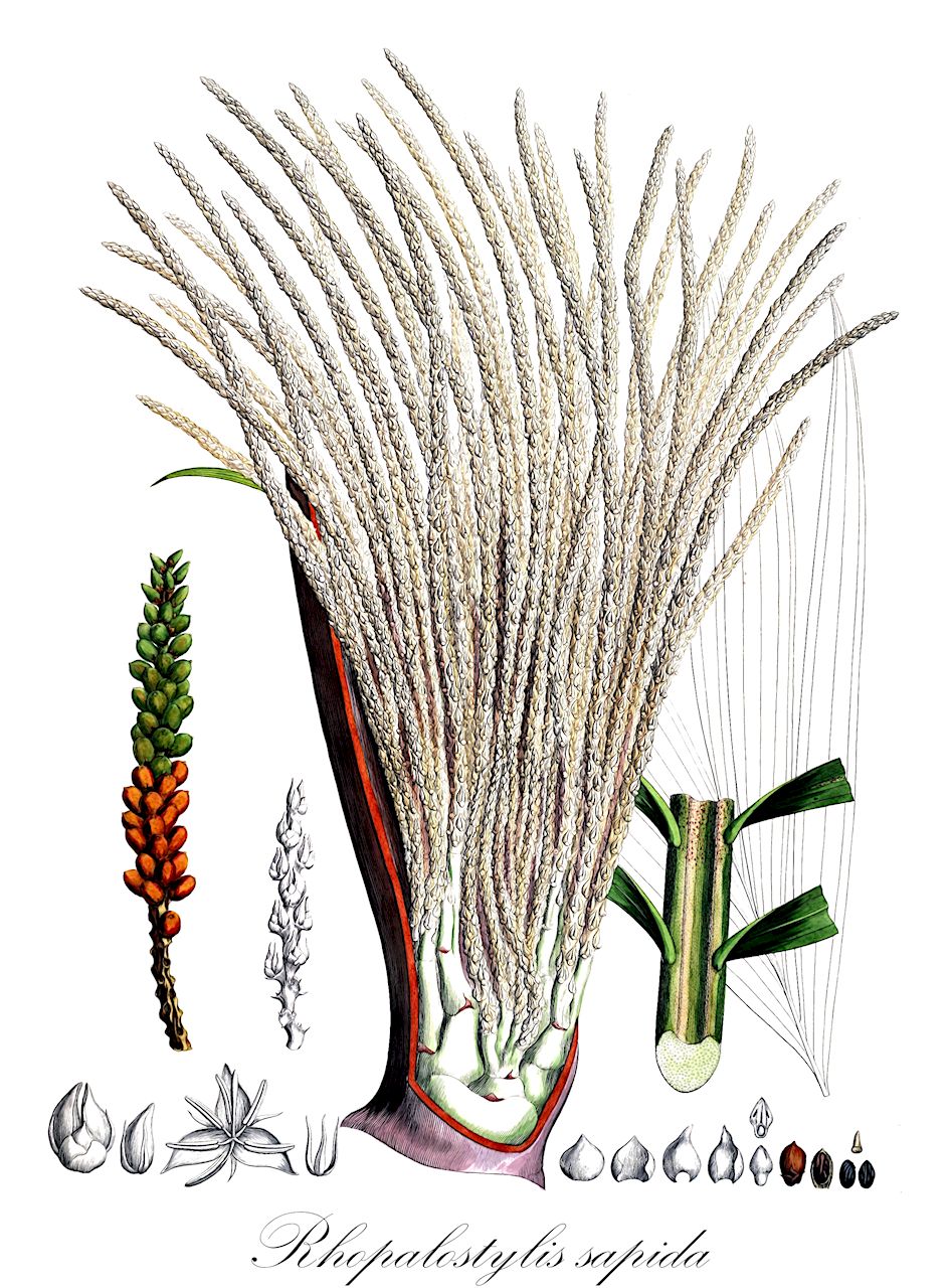 Rhopalostylis sapida - Arecaceae,Plantae,Pteridobiotina,Angiosperms,Arecales,Arecaceae,Rhopalostylis,Rhopalostylis sapida,Areca banksii