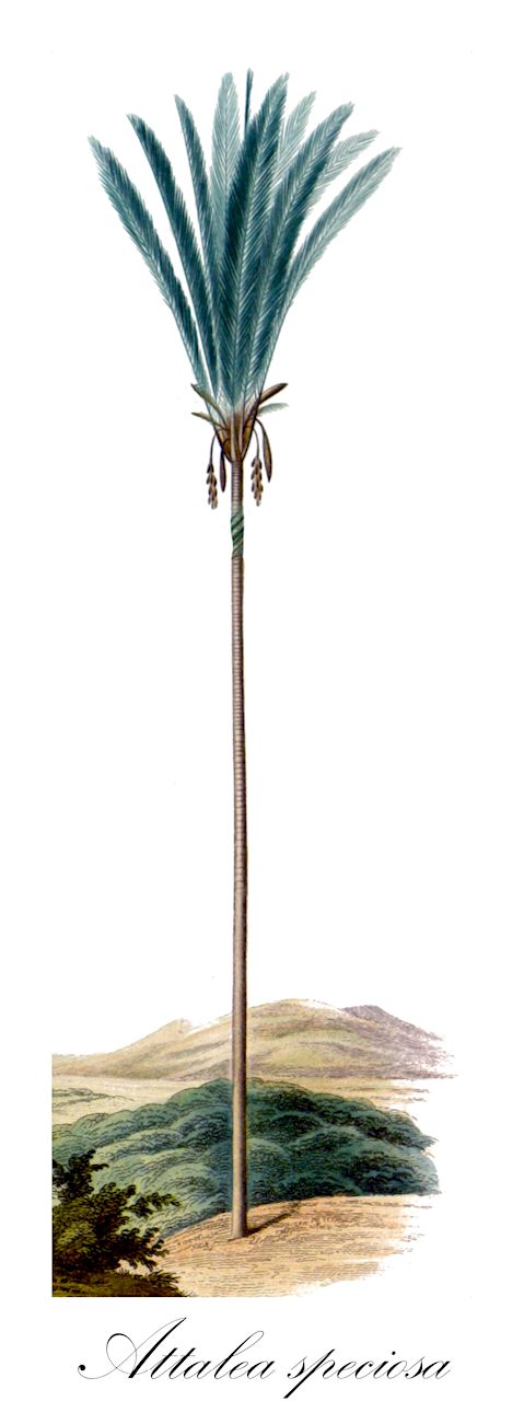 Attalea speciosa - Arecaceae,Plantae,Pteridobiotina,Angiosperms,Arecales,Arecaceae,Attalea,Attalea speciosa,Attalea brejinhoensis, Attalea glassmanii, Attalea lydiae, Attalea vitrivir, Heptantra phalerata, Orbignya barbosiana, Orbignya brejinhoensis, Orbignya cuci, Orbignya huebneri, Orbignya lydiae, Orbignya macropetala, Orbignya martiana, Orbignya oleifera, Orbignya phalerata, Orbignya speciosa