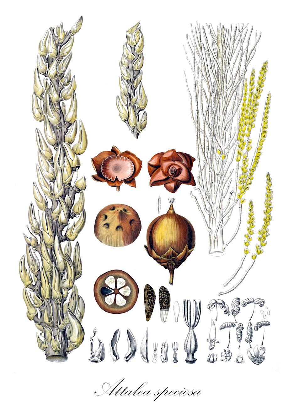 Attalea speciosa - Arecaceae,Plantae,Pteridobiotina,Angiosperms,Arecales,Arecaceae,Attalea,Attalea speciosa,Attalea brejinhoensis, Attalea glassmanii, Attalea lydiae, Attalea vitrivir, Heptantra phalerata, Orbignya barbosiana, Orbignya brejinhoensis, Orbignya cuci, Orbignya huebneri, Orbignya lydiae, Orbignya macropetala, Orbignya martiana, Orbignya oleifera, Orbignya phalerata, Orbignya speciosa