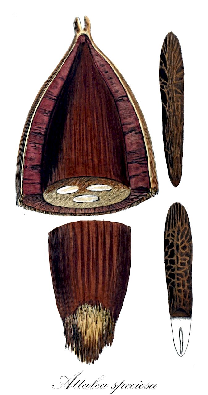 Attalea speciosa - Arecaceae,Plantae,Pteridobiotina,Angiosperms,Arecales,Arecaceae,Attalea,Attalea speciosa,Attalea brejinhoensis, Attalea glassmanii, Attalea lydiae, Attalea vitrivir, Heptantra phalerata, Orbignya barbosiana, Orbignya brejinhoensis, Orbignya cuci, Orbignya huebneri, Orbignya lydiae, Orbignya macropetala, Orbignya martiana, Orbignya oleifera, Orbignya phalerata, Orbignya speciosa