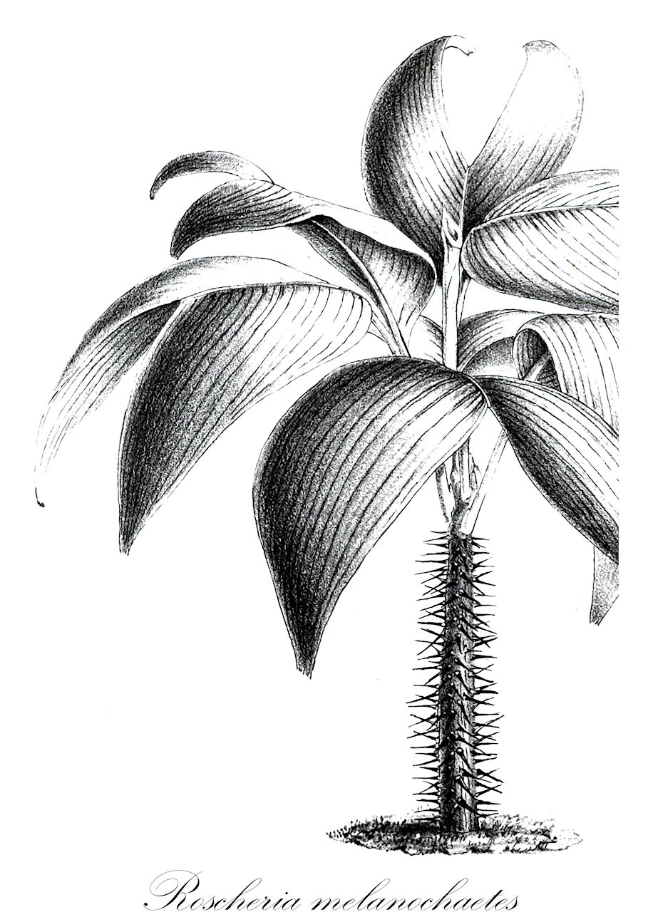 Roscheria melanochaetes - Arecaceae,Plantae,Pteridobiotina,Angiosperms,Arecales,Arecaceae,Roscheria,Roscheria melanochaetes,Phoenicophorium viridifolium, Verschaffeltia melanochaetes, Verschaffeltia melanochaetes
