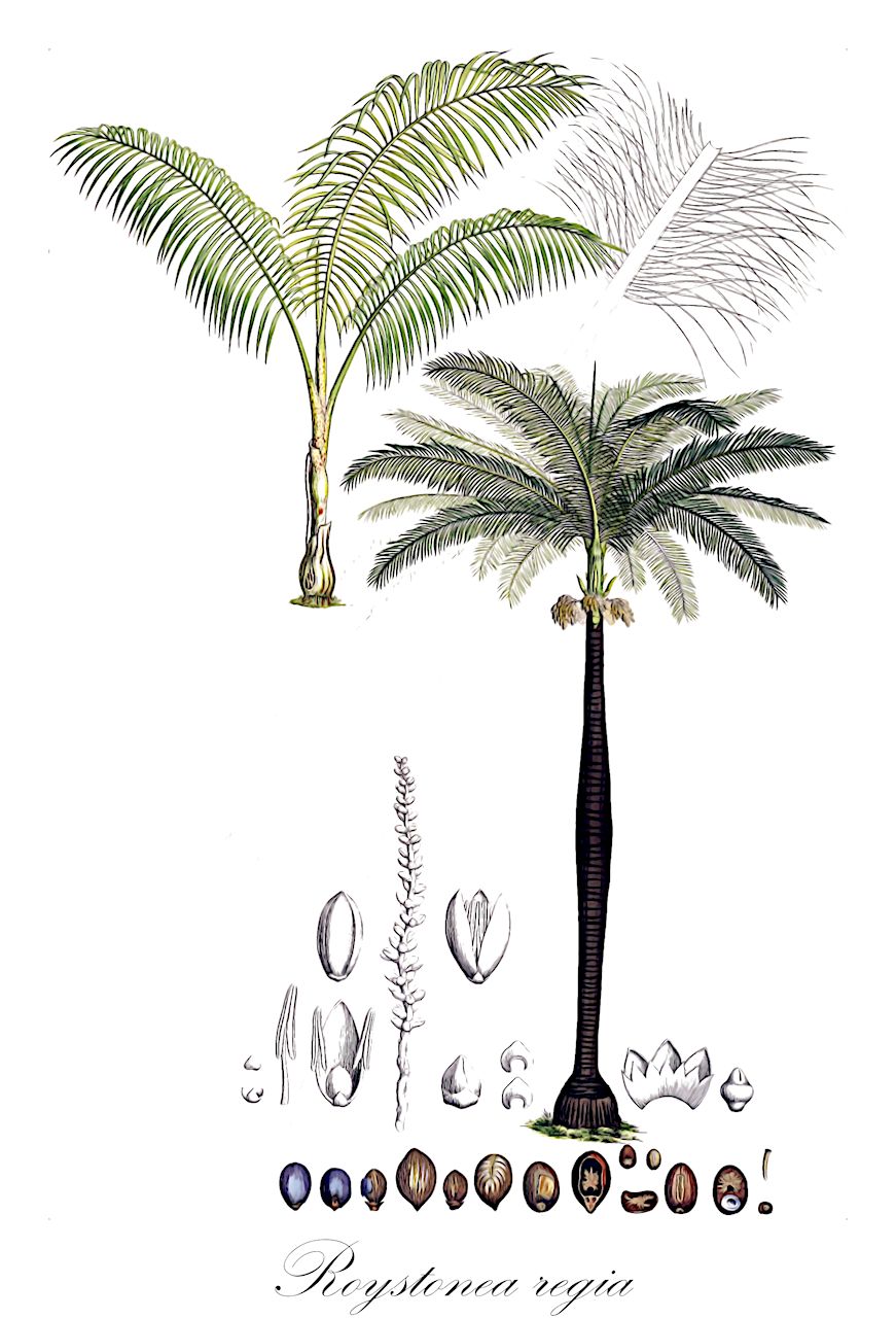 Roystonea regia - Arecaceae,Plantae,Pteridobiotina,Angiosperms,Arecales,Arecaceae,Roystonea,Roystonea regia,Euterpe jenmanii, Euterpe ventricosa, Oenocarpus regius, Oreodoxa regia, Palma elata, Roystonea elata, Roystonea floridana, Roystonea jenmanii, Roystonea regia var. hondurensis, Roystonea ventricosa,Barbados-Königspalme;cuban royal palm;florida royal palm;palmier royal;royal palm