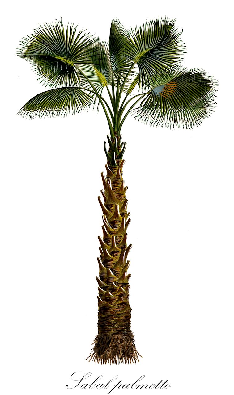 Sabal palmetto - Arecaceae,Plantae,Pteridobiotina,Angiosperms,Arecales,Arecaceae,Sabal,Sabal palmetto,Chamaerops palmetto, Corypha palmetto, Corypha umbraculifera, Inodes blackburniana, Inodes palmetto, Inodes schwarzii, Sabal bahamensis, Sabal blackburniana, Sabal blackburniana, Sabal jamesiana, Sabal palmetto var. bahamensis, Sabal parviflora, Sabal schwarzii, Sabal viatoris,Drachpalme;Gewöhnliche Palmettopalme;Sabalpalme;cabbage-palm;chou palmiste;palmetto