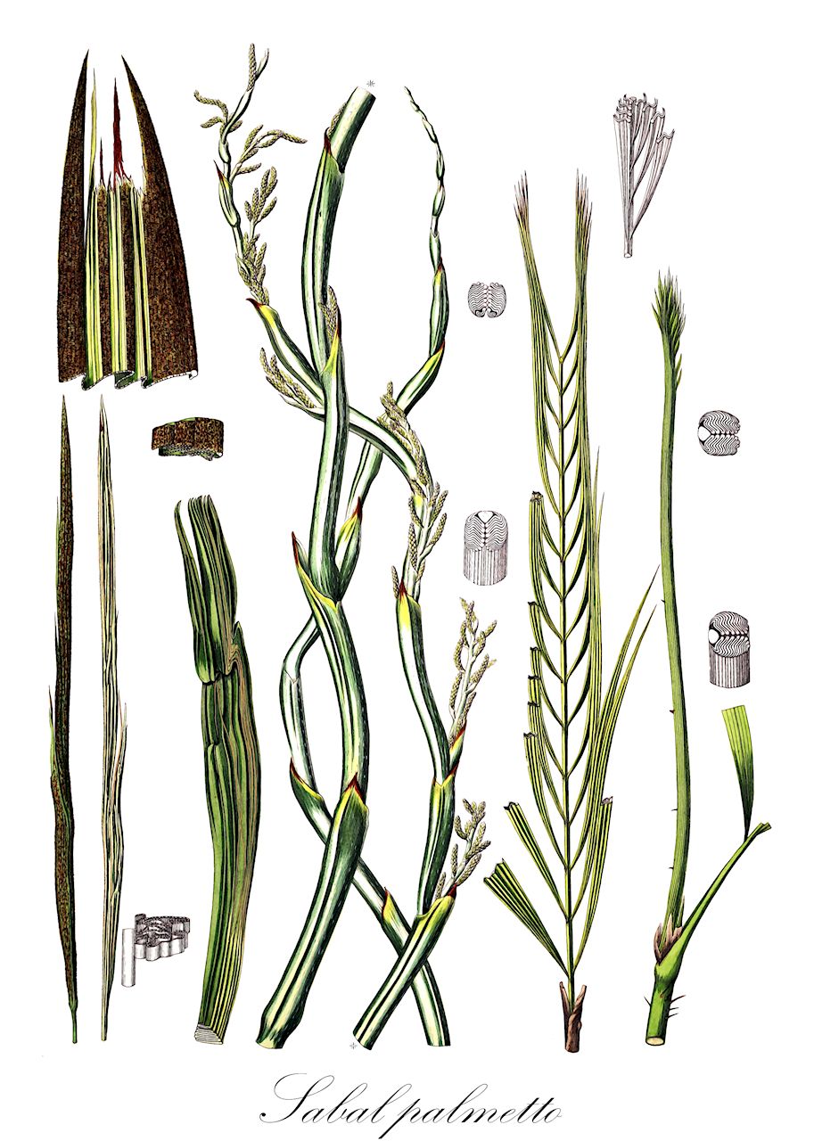Sabal palmetto - Arecaceae,Plantae,Pteridobiotina,Angiosperms,Arecales,Arecaceae,Sabal,Sabal palmetto,Chamaerops palmetto, Corypha palmetto, Corypha umbraculifera, Inodes blackburniana, Inodes palmetto, Inodes schwarzii, Sabal bahamensis, Sabal blackburniana, Sabal blackburniana, Sabal jamesiana, Sabal palmetto var. bahamensis, Sabal parviflora, Sabal schwarzii, Sabal viatoris,Drachpalme;Gewöhnliche Palmettopalme;Sabalpalme;cabbage-palm;chou palmiste;palmetto