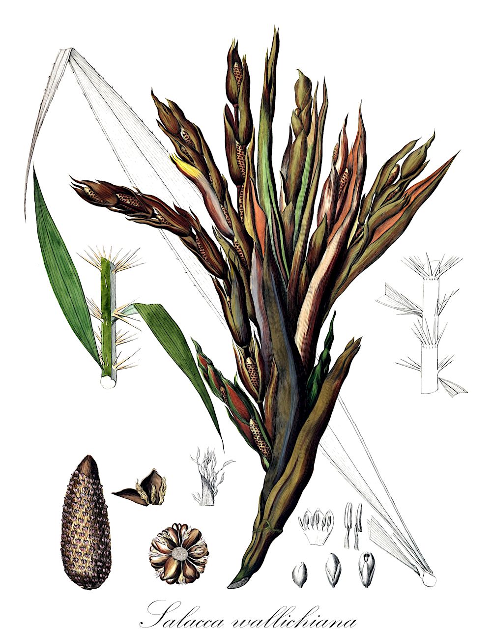 Salacca wallichiana - Arecaceae,Plantae,Pteridobiotina,Angiosperms,Arecales,Arecaceae,Salacca,Salacca wallichiana,Calamus zalacca, Salacca beccarii, Salacca macrostachya